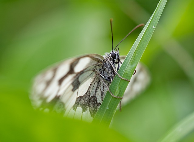 marbled-white-8143238_640